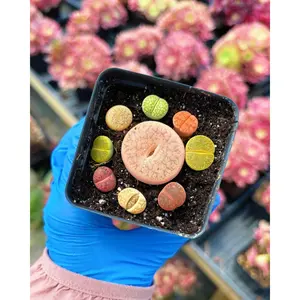 Colorful Assorted Lithops sp 2.5'' - April Farm/Rare Succulents