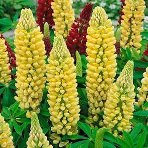 1000 Seeds Perennial Russells Lupine Yellow Flower Seeds for Planting