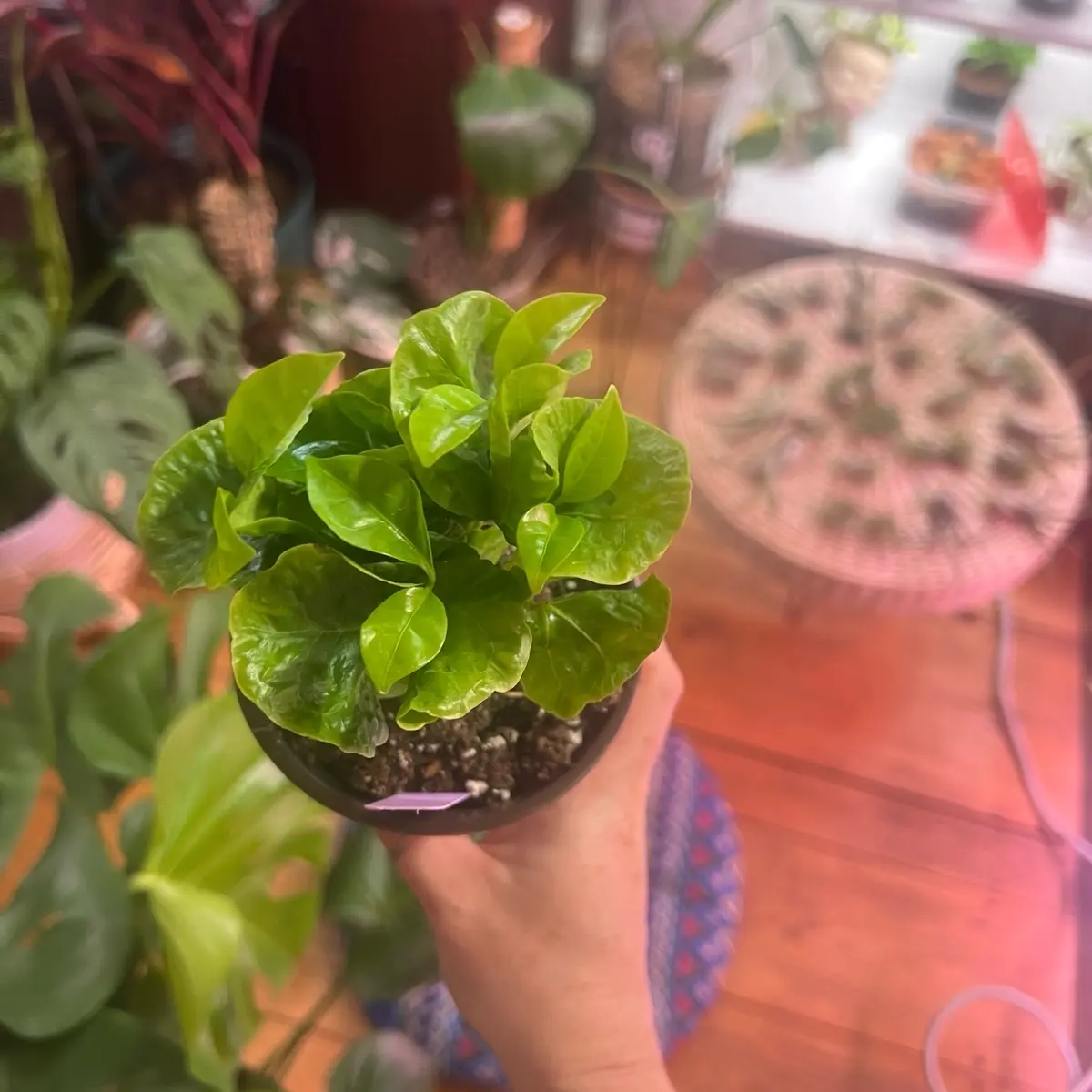 Coffee plant Coffee plant