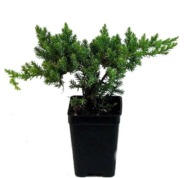 Japanese Juniper Bonsai Starter Tree - 2.5" Pot