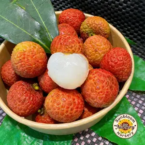 Perennial Lychee Tree Seedlings - Strong, hardy, easy to grow, ideal for patio and backyard fruit trees