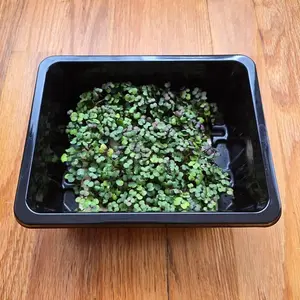Kale (Kalefetti Mix)