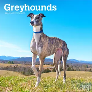 Greyhounds | 2026 12 x 24 Inch (Hanging) Monthly Square Wall Calendar | Plastic-Free | BrownTrout | Animals Dog Breeds