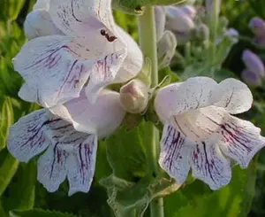 Penstemon cobaea | Showy Beardtongue | 100_Seeds