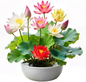 20 lotus seeds, unique varieties, mixed colors, detailed planting guide included, great for ponds, water gardens and gifts, high germination rate, easy to grow
