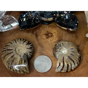Ammonite Fossils