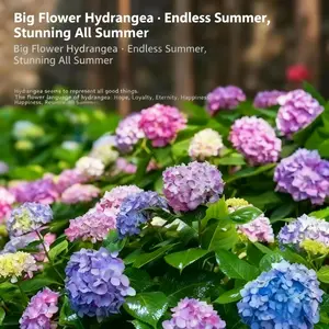 200/400PCS Hydrangea Flower Seeds – Vibrant Blooming Plant | Easy Grow Non-GMO Seeds for Garden, Patio & Home Decoration Mixed-Color Organic Ranunculus Bulbs