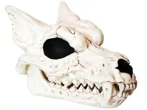 Werewolf Skull