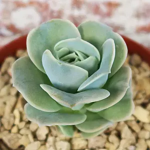 Echeveria Lovely Rose