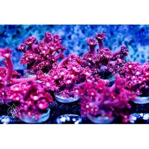 ACI Dragons Breath Goniopora