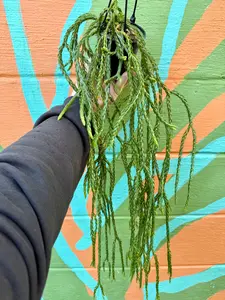 4" Huperzia carinata 'Soi Dragon' hanging basket