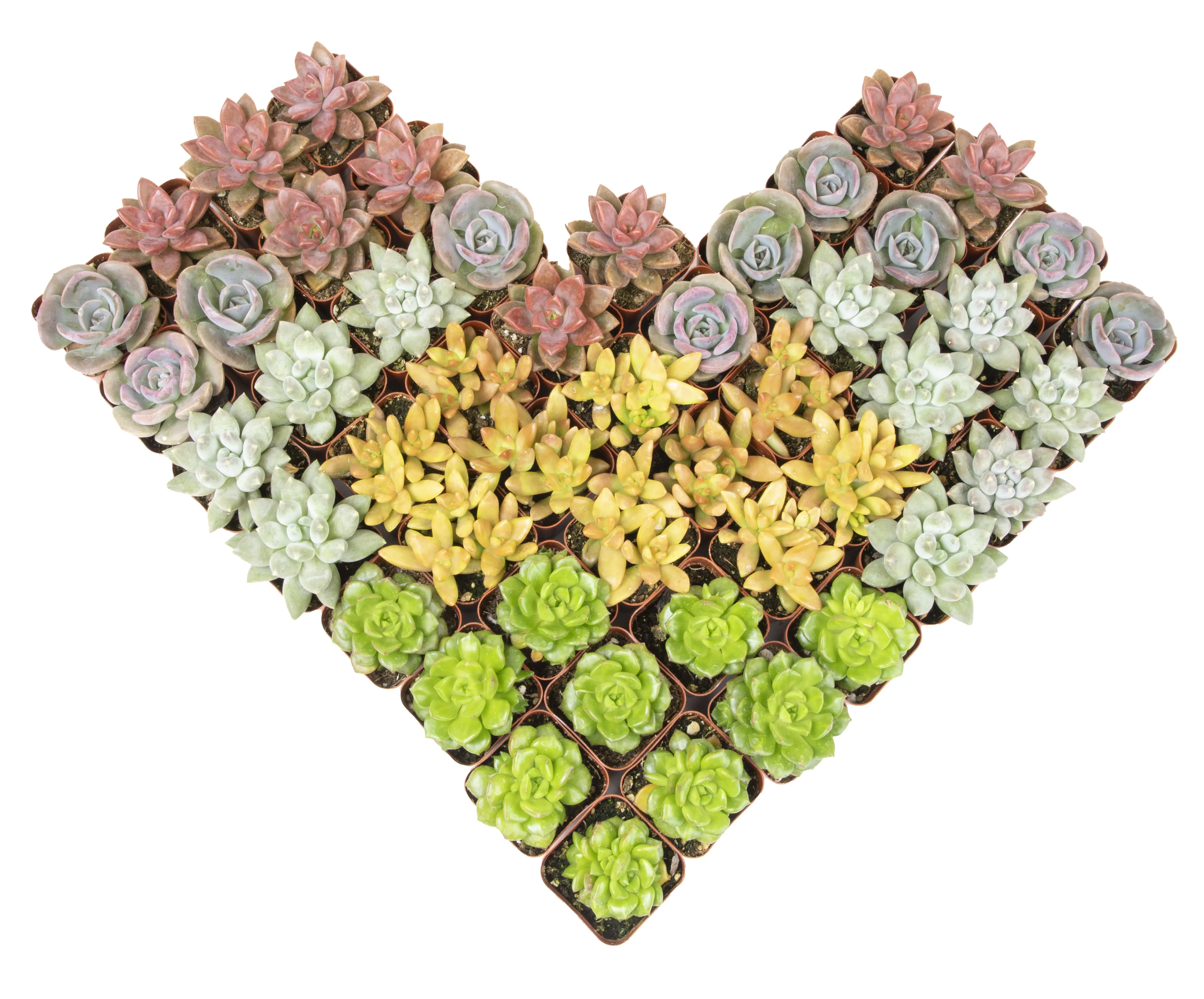 Gardens Made Easy ™ Bulk Succulent 50-pack: Colorful, Cute & Carefree Plants – Wedding, Celebration, DIY Succulents - (2" Pots) - Easy & Unique Varieties