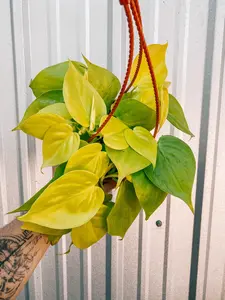6" Philodendron 'Cordatum Lemon' (Hanging Basket)