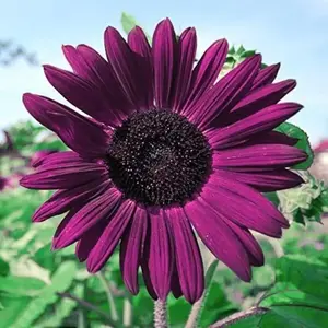 50 Pcs Purple Sunflower Seeds for Plant & Grow Heirloom Chocolate Cherry Sunflowers in Home Outdoor Garden
