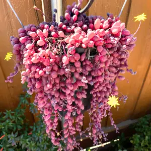 String Of Rubies Plant Live, String Of Ruby Plant, Live Hanging Succulents Plant 2 Inches Potted