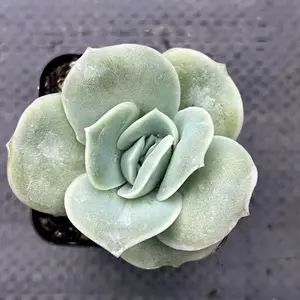 Echeveria ‘Lovely Rose’ – Rare Succulent Rosette | 2” Pot