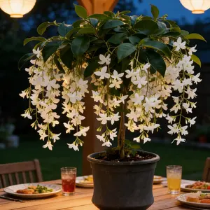 Trailing Jasmine Seeds Bridal Veil HighGermination RateNodding ClerodendronEasy to Grow Long Lasting AromaforHome Garden Fragrant Blooms RareCascading JasminePerfect for Balconies &Indoor Pots