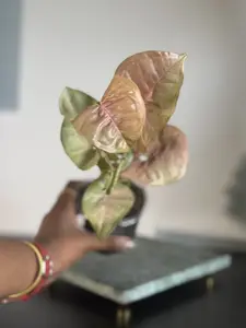 Pink Syngonium ‘Neon Robusta’ | Arrowhead Vine, Pink Tropical Foliage Plant | 3.5–4” Pot | Margaret’s Pink House