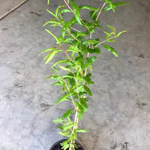 A pomegranate Fruit Live Tree in a 4” pots | two years Non GMO naturally grown seedling