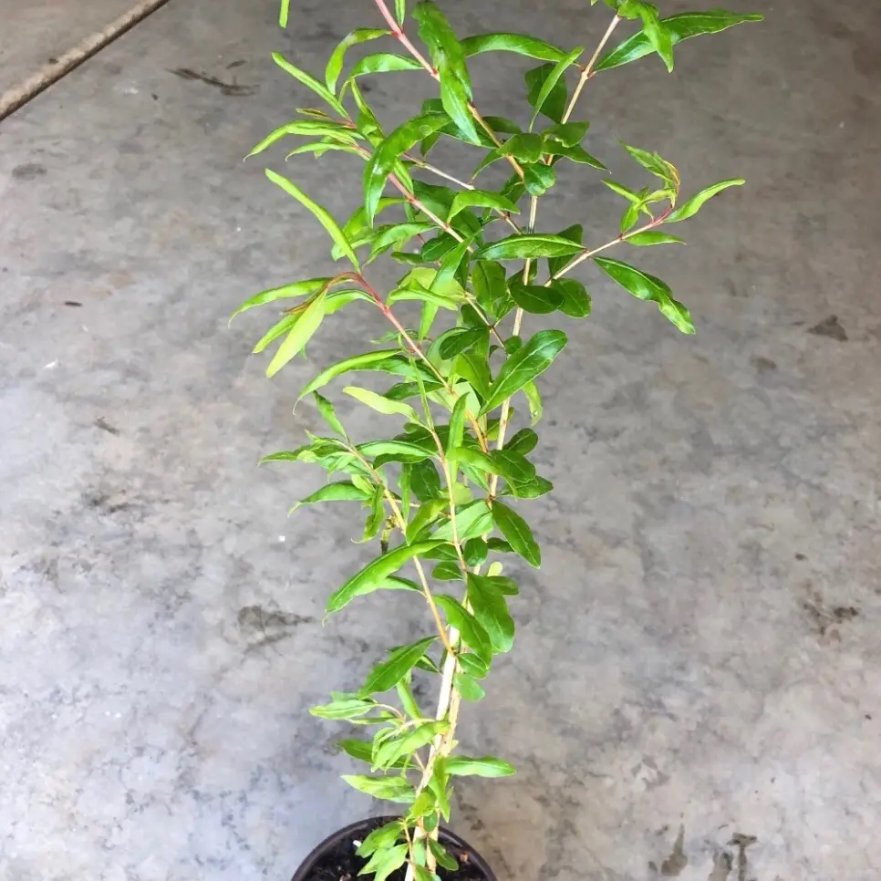 A pomegranate Fruit Live Tree in a 4” pots | two years Non GMO naturally grown seedling
