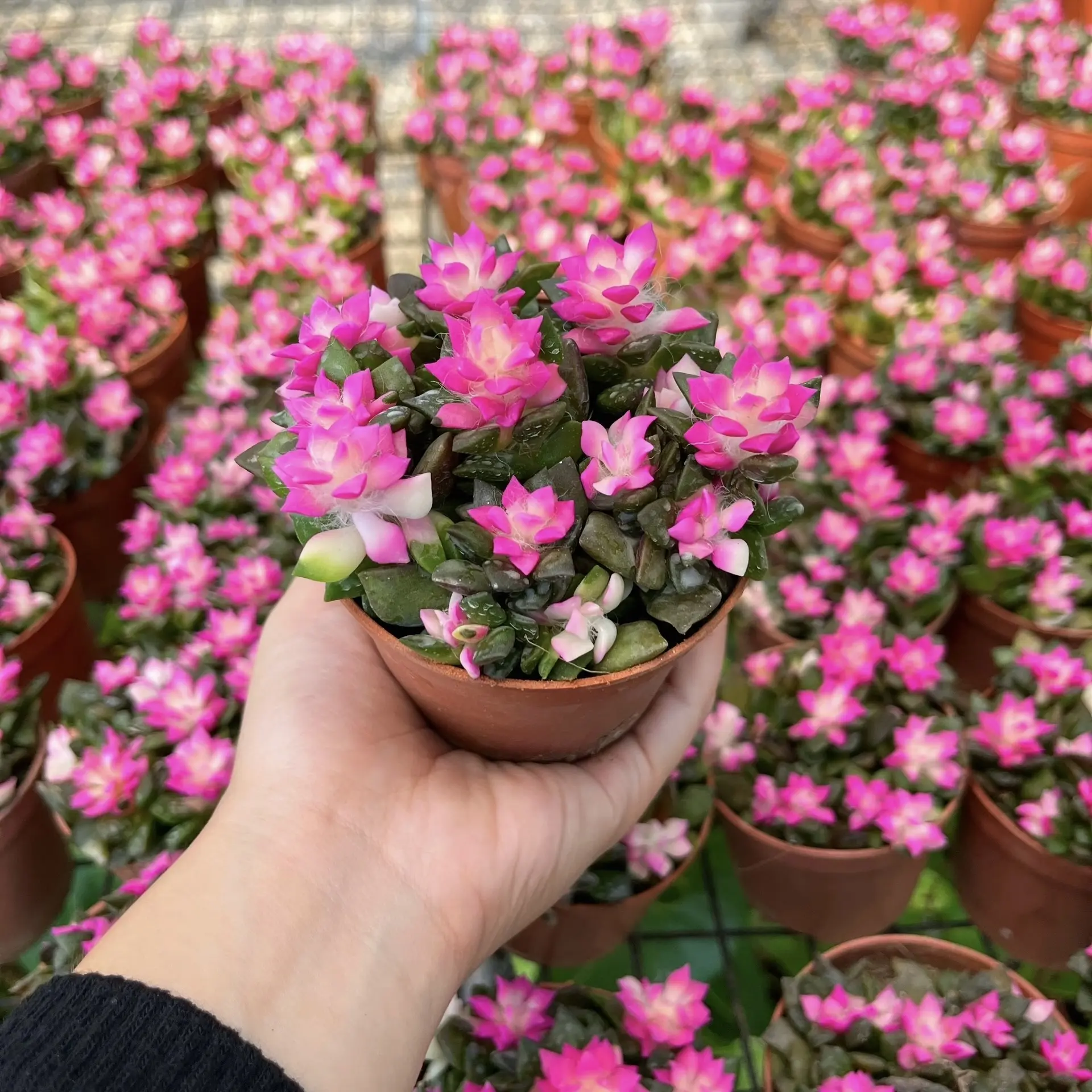 2 inch Sunrise Succulent - delivered with soil and pot - Beautiful decoration, suitable for balcony, room, kitchen, indoors and outdoors