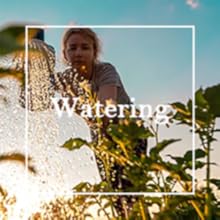 Mix Dwarf Bonsai Fruit Tree Seeds for Planting, 50+ Lemon Tree Seeds 50+ Cherry Tree Seeds 50+ Orange Tree Seeds 50+ Apple Seeds, 4 Variety Individual Packs, Organic Heirloom Fruit Seeds