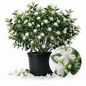 Jasmine Tropical Live Indoor Plants, Heart-Shaped Leaves House Plant for Home Improvement & Garden Supplies