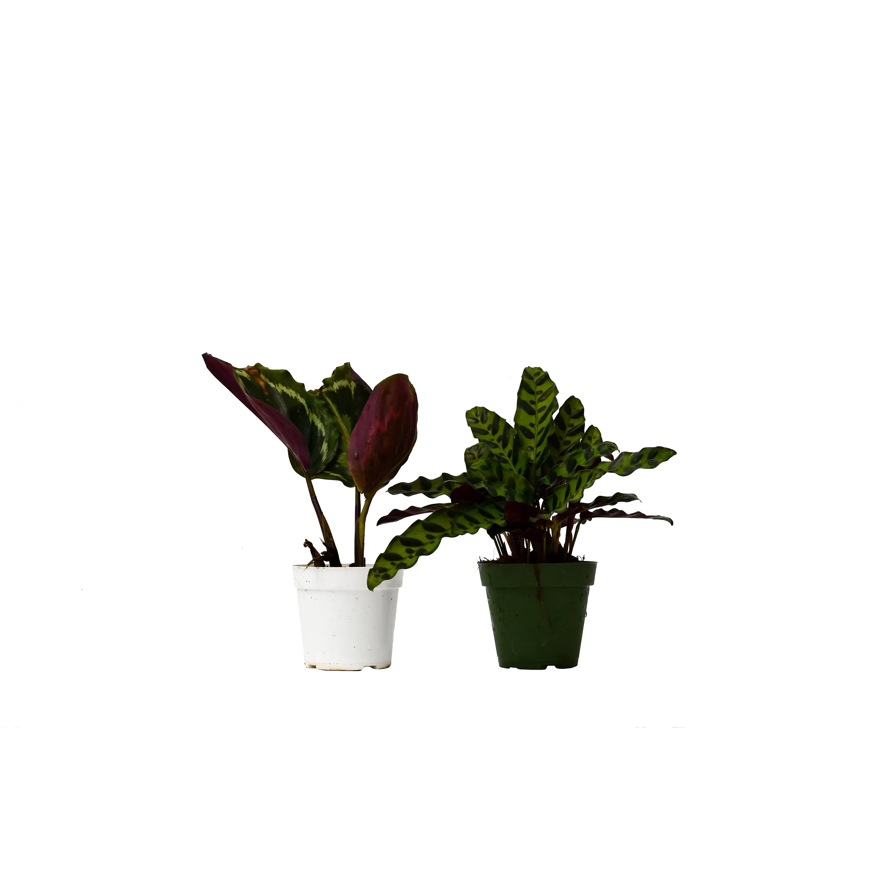 2 Calathea Plants Variety Pack in 4" Pots - The Two Calathea Tango