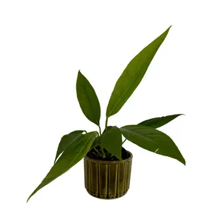 4" Anthurium 'Big Bill'