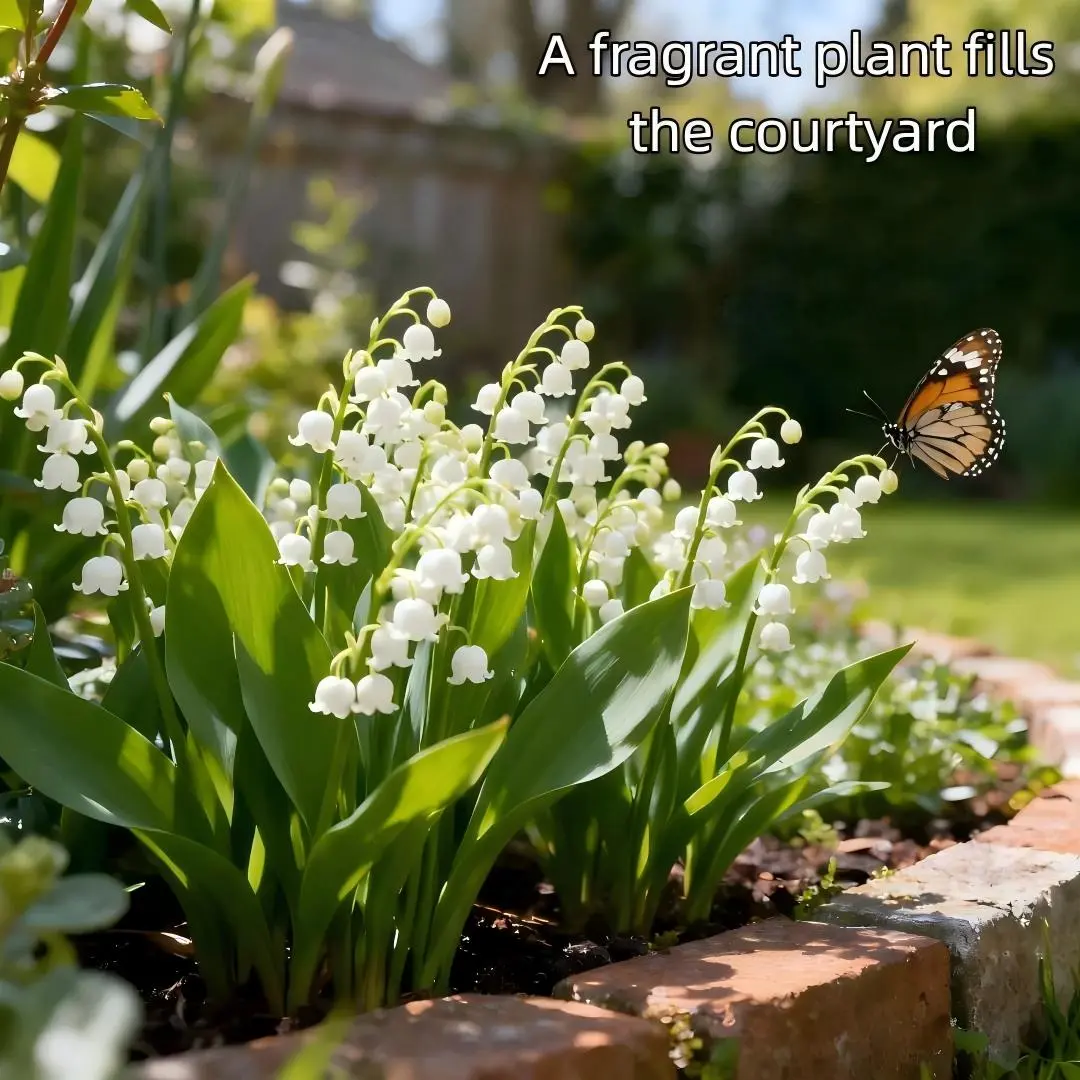 Convallaria Majalis Lily of the Valley Bulbs, Fragrant White Bell Flower Root Rhizomes, Easy to Grow Perennial for Home Balcony Potted Planting, Beginner Friendly Hardy Garden Flower Bulbs