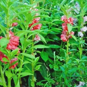 Camellia Balsam Seeds (Impatiens balsamina) Bold camellia-like blooms in pink, white, and violet shades. A classic cottage garden annual for containers or beds
