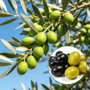 Olive Tree Seedling | Live Olive Sapling | Hardy Fruit Tree for Home Garden | Outdoor/Patio Plant | Easy to Grow | Healthy Rooted Starter Plant | USDA Zones 8–11 | Non-GMO | Freshly Dug | Ready to Plant