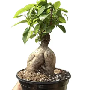 Ficus Ginseng Bonsai Trees in a 4” Pot Live Indoor Plants