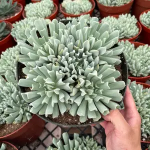 8” Cubic Frost Echeveria Pet Friendly Indoor Sculpture - Perfect for Any Home!