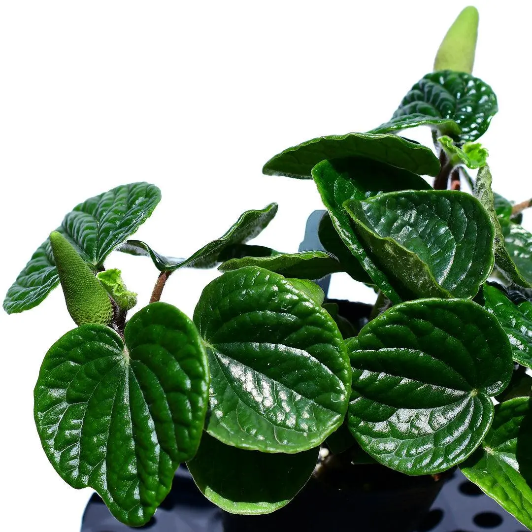 Peperomia albovittata 'Hairy'