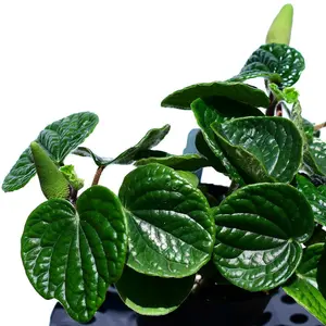 Peperomia albovittata 'Hairy'