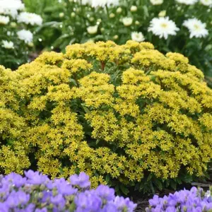 Rock 'N Round® Bright Idea Sedum