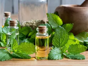 TomorrowSeeds - Lemon Balm Seeds -  Melissa Officinalis Bee Balms Honey Plant Mint Aromatherapy Tea Herb Garden Vegetable Seed 2024