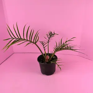Philodendron Tortum 6” | Skeleton Leaf Philodendron | Rare Plant