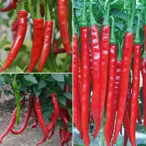 Fire Red Hot Pepper Seeds - Full of Spicy Flavor, Easy to Plant, Suitable for Gardening Enthusiasts and Farm Gardens