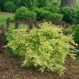 Metamorphosa™ Japanese Maple