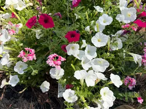Petunia Hanging Basket