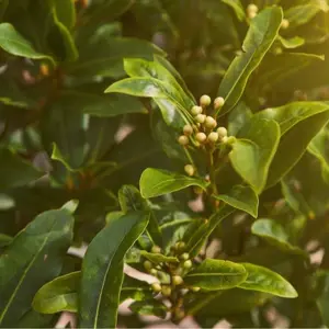 Sweet Bay Laurel Herb Tree Seeds - 4 Seeds to Plant - Laurus nobilis