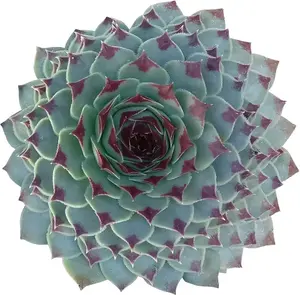 Live Hen and Chicks Plant - Houseleeks Fire Dragon Plant - House Leek Plant - 2 Inch Pot