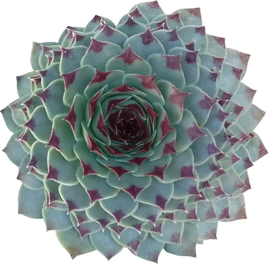 Live Hen and Chicks Plant - Houseleeks Fire Dragon Plant - House Leek Plant - 2 Inch Pot