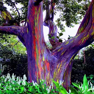 50 Rainbow Eucalyptus deglupta Tree Seeds Fast Tropical Indonesian Mindanao Gum Tree