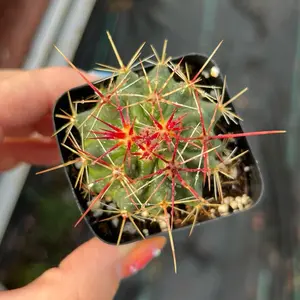 2” Thelocactus Bicolor
