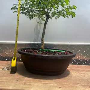 Brazilian Raintree