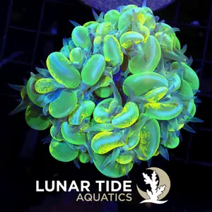 LT Toxic Sludge Bubble Coral
