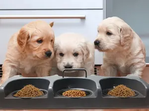 Six Bowl Puppy Kitten Feeding/Weaning Station